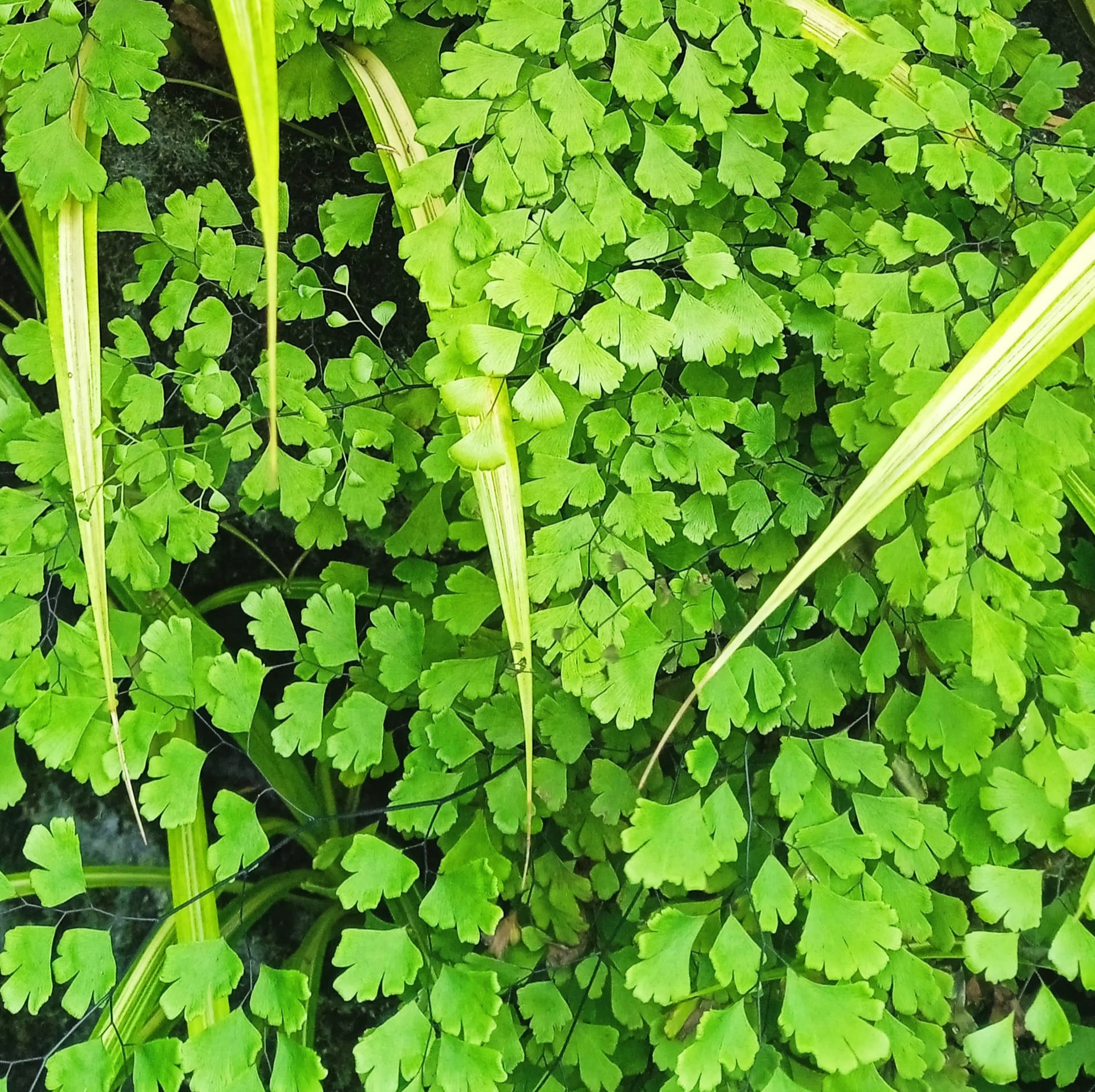 Adiantum (Maidenhair Fern)